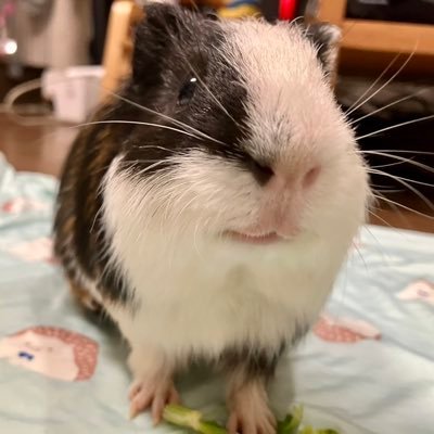 cavyEngineer Profile Picture