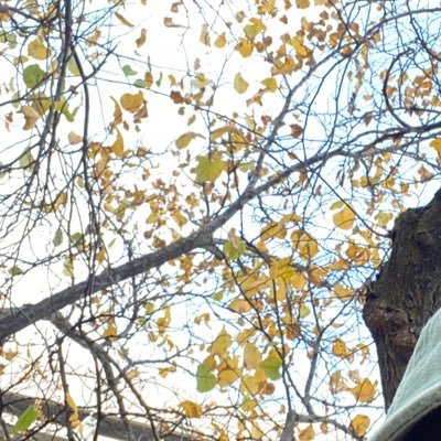 ceruleangirl23's profile picture. how’s one to know?