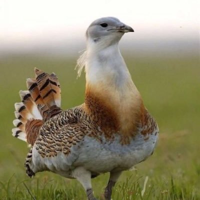 aliAli78788275's profile picture. 