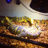 hideki (@hidekirize) Twitter profile photo