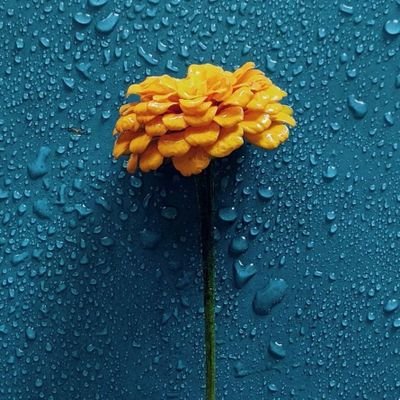 baobao76540061's profile picture. Let go of all troubles.