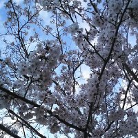 sara (@mizuna_sara) 's Twitter Profile