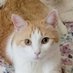 Lynda Catt (@cattlynda1) Twitter profile photo Lynda Catt (@cattlynda1) Twitter profile photo