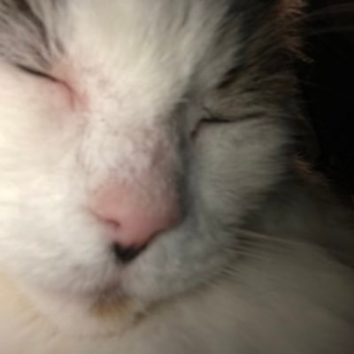 RisingSun2030's profile picture. 