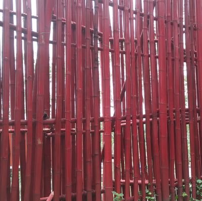 ipang191217's profile picture. 