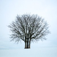 Northern Landscapes(@StevenIceton) 's Twitter Profile Photo