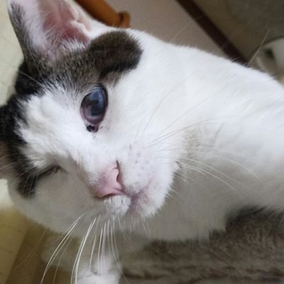 凛音さんのプロフィール画像