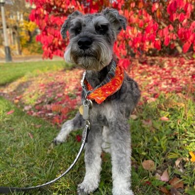 Senior Miniature Schnauzer puppy who is motivated by food. Lives in the 6ix with hoomomma @NP_CohLe. Oct 4, 2009-Nov 28, 2022 #lovedbyhisfamily