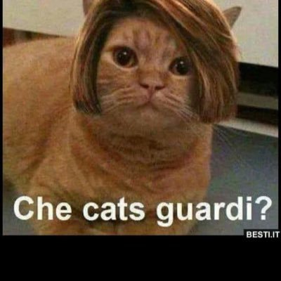 88_floki's profile picture. 