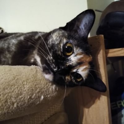 ShaBed's profile picture. A mother, a lover, a back street fighter.