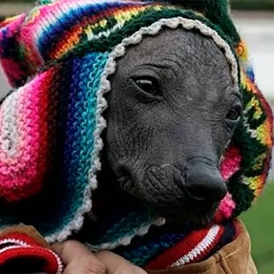 Perro Calato Caviar Profile