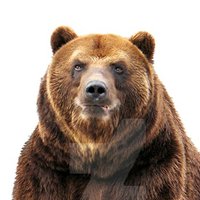 BearlyArrived(@Charles95777519) 's Twitter Profile Photo