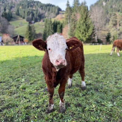 Alpine_cow Profile Picture