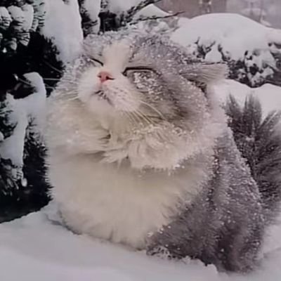 Zinzaさんのプロフィール画像