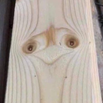 vanessaisoverit's profile picture. A personal account.Views are my own. Running for PM of Canada. If elected, I will eradicate the mosquito population forever.