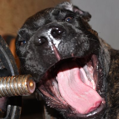 AndreHartleib's profile picture. 
