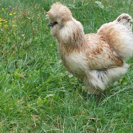 framboi65556809's profile picture. To be or not to be, that's the question