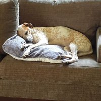 Nettamc (@nettamc1) 's Twitter Profile