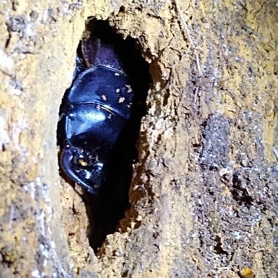 I am a PhD student at the University of Otago working on the endemic stag beetle Geodorcus helmsi!