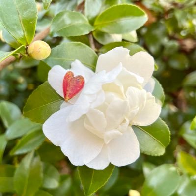 日常の写真や繊細な子供達のこと。高校生の次男は得意を伸ばして自信をつけたい。こもりびとの長男は将来を模索中。私は次々とやってくる試練を乗り越えたい。どうぞ見守ってください。皆様にパワーをもらっています。いいね、は共感・応援いろんな思いを込めて♡優しい世の中でありますように…