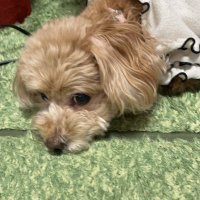 ありす (@mikky_wonder) Twitter profile photo