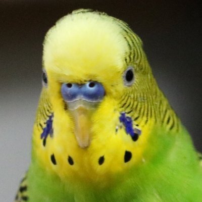 鉄道・公共交通/創設期からの鷲贔屓外野応援派/パ・リーグの果てで鉄オタを患い、社会生活に不必要な情報で脳容量の大半が埋まる/イカの垢→@birdchiro_spl