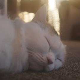 in_high27's profile picture. なんちって。