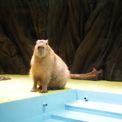 david_takashi's profile picture. B'z、さまぁ～ず、YUKI、カピバラ、MCU、MARVEL、阪神、NBAが浅く狭く大好きです！            専用アカウント作っても使いこなせないので全部ここでポストします。