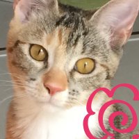 とんとこ (@tontoko_curry) 's Twitter Profile