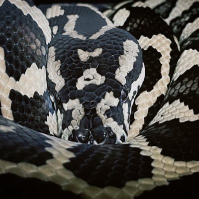 🐍🦎🕷🐔蛇が好きな会社員。生き物のツイートをしている時を除いてだいたいゲームしているか酔っ払っている。絵を描きます。通知は気づかない。サーモンラン新人アルバイター https://t.co/FPONtzYFvR