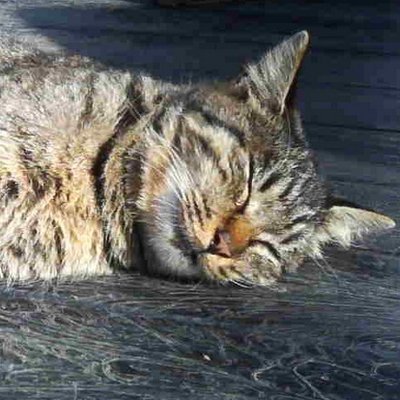 tym1101's profile picture. 一人外出修行（誰か誘う修行も必要か）、発達障害（ASD 自閉スペクトラム症）、膀胱痛症候群（間質性膀胱炎）、パソコン、マンガ・アニメ・ゲーム、即売会イベント、技術書