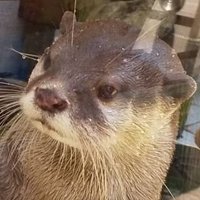 皐月深鈴‧✧̣̥̇‧お仕事募集中✧̇‧ (@misuzu_satsuki) 's Twitter Profile Photo 皐月深鈴‧✧̣̥̇‧お仕事募集中✧̇‧ (@misuzu_satsuki) 's Twitter Profile Photo