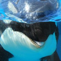 ふしゅ (@fushu_) 's Twitter Profile Photo ふしゅ (@fushu_) 's Twitter Profile Photo