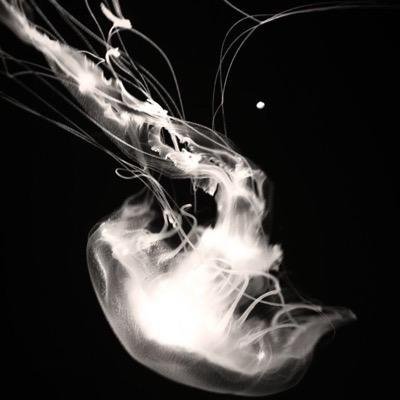 706_taro's profile picture. 腐。成人済。frkz。新若茶。GK月、宇、尾。そのときすきなやつ。