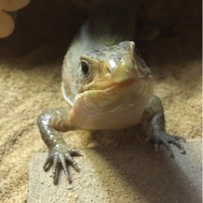 tyrachim's profile picture. メインは爬虫類なのでご注意ください