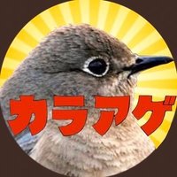 きゃなばーど (@kya7y) Twitter profile photo