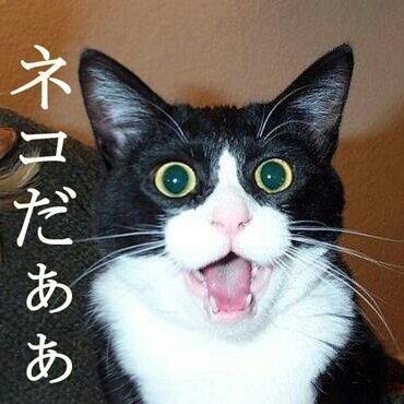ねこさんさんのプロフィール画像