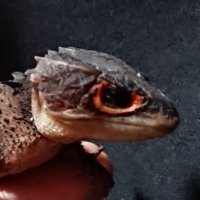 Darth Reptious (@reptious) 's Twitter Profile