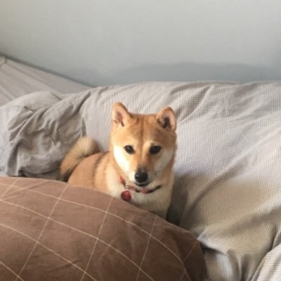 Tuyoshi12379145's profile picture. たけのこ過激派
スプラ1、2、3リッター使い
SKJ信者