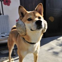 バカ犬(@bakainu02) 's Twitter Profile Photo