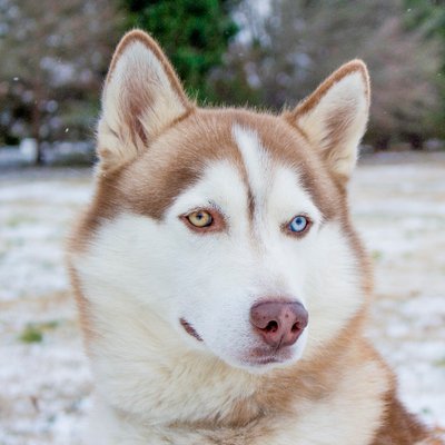 redjaypeg's profile picture. 