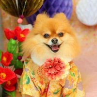 firstbox(FBox75)&さくら(ポメ♀) (@firstbox) 's Twitter Profile