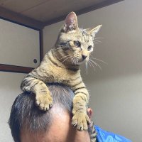 トシちゃん (@hage_ta_hunter) 's Twitter Profile