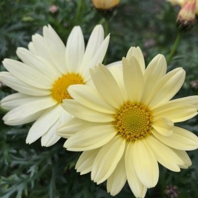 chi_Qyuu's profile picture. botを名乗ってるけどbotじゃないです。むくどりだったり🐑だったり🍬だった人。きゅうちゃんって呼んでね！！  でも、双子座だったと気付くべきだったんじゃないでしょうか。