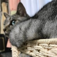 蝉きのこ (@ganelte) Twitter profile photo