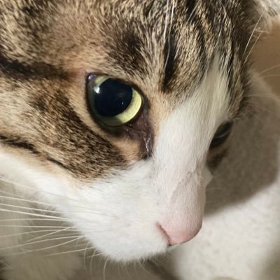 猫とゲームと映画他、雑多な趣味垢