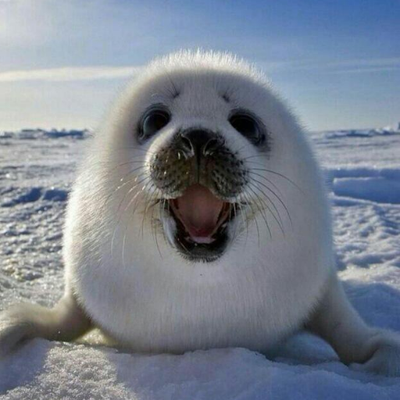 BusyboxBoy's profile picture. 社豹/fake geek
欢迎fo我！！锁推是防广告