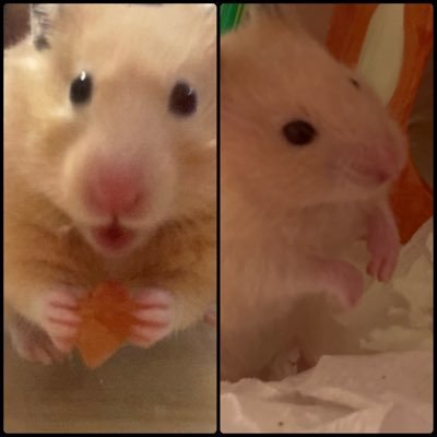 hamuhamu5910's profile picture. M.S.S Project(👽激寄り😆寄りの箱推し)/ｹﾞｰﾑ/動物/ﾊﾑｽﾀｰ/ch会員·ﾒﾝｼ/😎😆👹👽応援·日常·趣味ｱｶｳﾝﾄ/ｱﾗﾌｫｰ1児(娘)の母。9/9(2024)武道館· 5/18横ｱﾘ参戦！冬ﾂ横浜両日·羽田両日参戦予定！