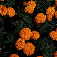 Ignacio Adrian Hernandez Sanchez (@ignacioadrianh1) 's Twitter Profile