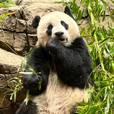 I’m here for the pandas 🐼 & Cincinnati sports 🏈 ⚽️ ⚾️